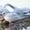 Winter plumage adult feeding on deer carcass.