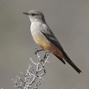 Note: gray back and rufous belly.