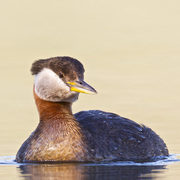 Adult breeding plumage Adult breeding plumage